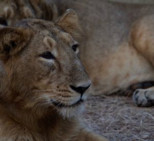 Lion in Gir National Park - Divi Journeys Lion in Gir National Park - Divi Journeys