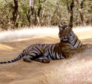 Tiger of Ranthambhore shoot by Divi Journeys Tiger of Ranthambhore shoot by Divi Journeys