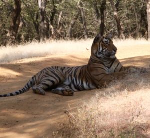 Packman Tiger in Ranthambhore Packman Tiger in Ranthambhore