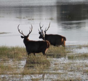 RANTHAMBHORE - DIVI JOURNEYS RANTHAMBHORE - DIVI JOURNEYS