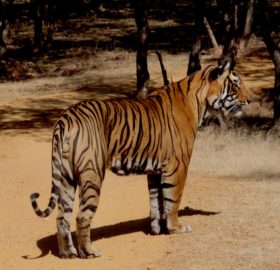 Tiger in Ranthambhore - Divi Journeys Tiger in Ranthambhore - Divi Journeys