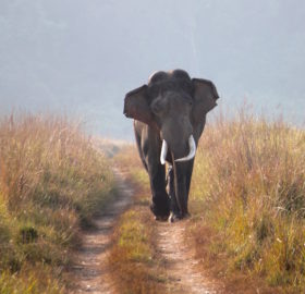 Tusker in Corbett - Divi Journeys Tusker in Corbett - Divi Journeys