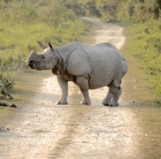 One Horn Rhino in Kaziranga national park One Horn Rhino in Kaziranga national park
